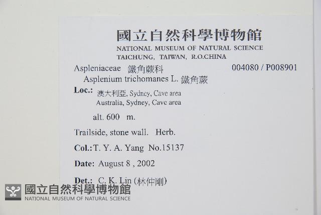 鐵角蕨藏品圖，第2張