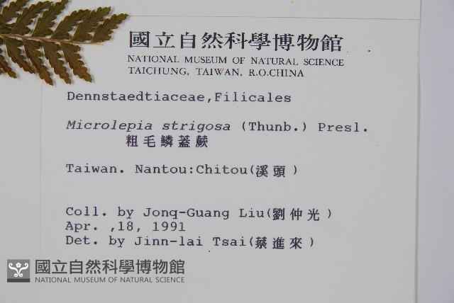 粗毛鱗蓋蕨藏品圖，第5張