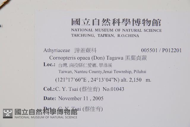 黑葉貞蕨藏品圖，第2張