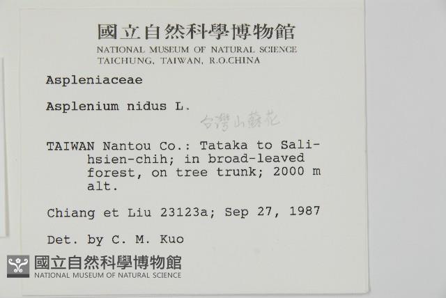 臺灣山蘇花藏品圖，第2張