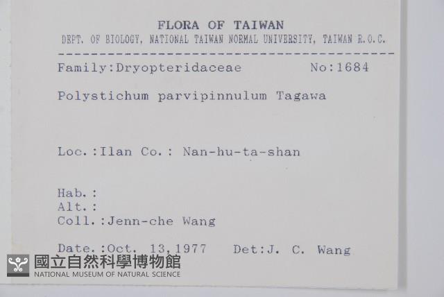 尖葉耳蕨藏品圖，第2張