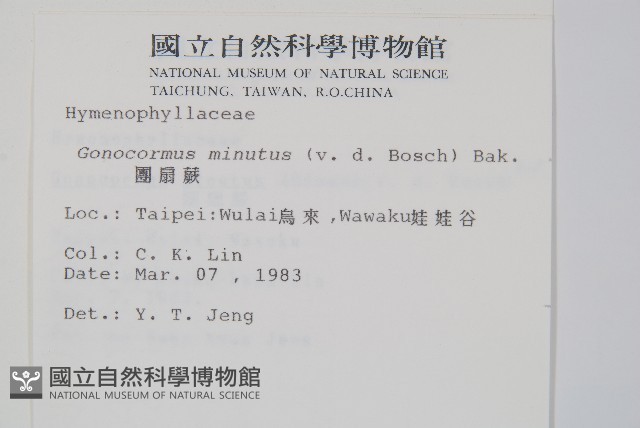 團扇蕨藏品圖，第2張