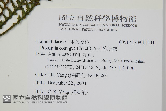 穴子蕨藏品圖，第2張