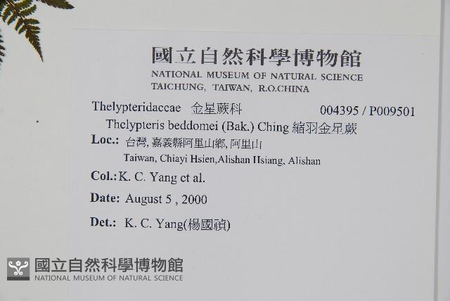 縮羽金星蕨藏品圖，第2張