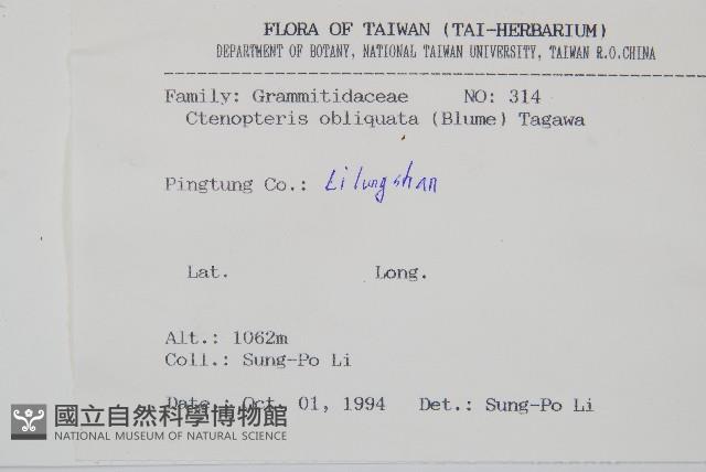 密毛蒿蕨藏品圖，第2張