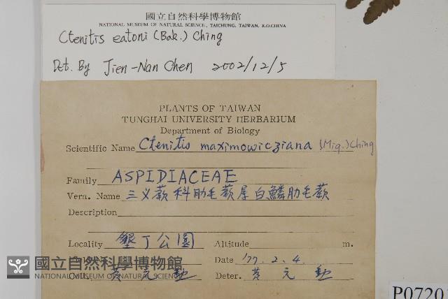 愛德氏肋毛蕨藏品圖，第2張