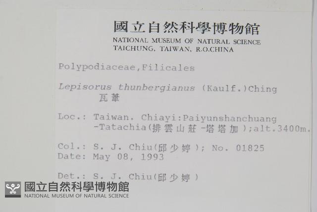 瓦葦藏品圖，第2張