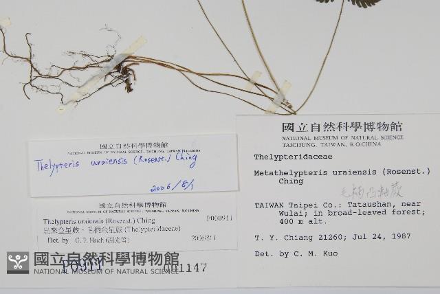 烏來金星蕨、毛柄金星蕨藏品圖，第2張