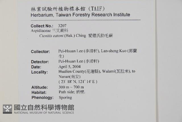 愛德氏肋毛蕨藏品圖，第2張