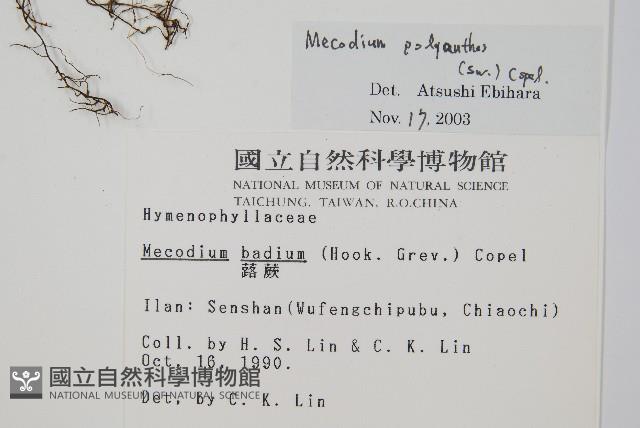 細葉蕗蕨藏品圖，第2張