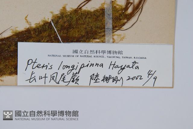 長葉鳳尾蕨藏品圖，第2張