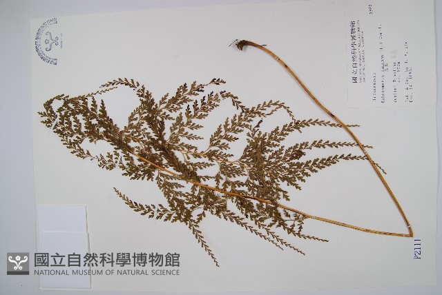 烏蕨藏品圖，第1張