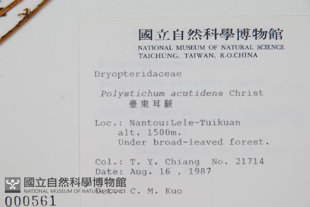 臺東耳蕨藏品圖，第2張