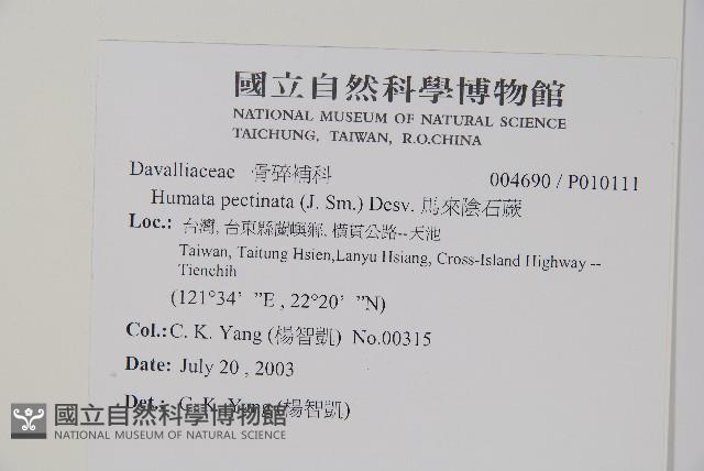 馬來陰石蕨藏品圖，第2張