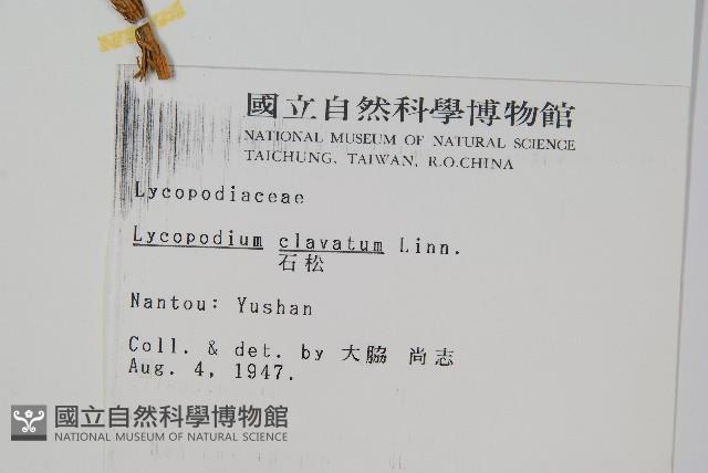 石松藏品圖，第2張