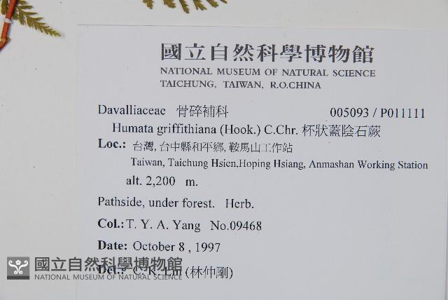 碗蕨藏品圖，第2張