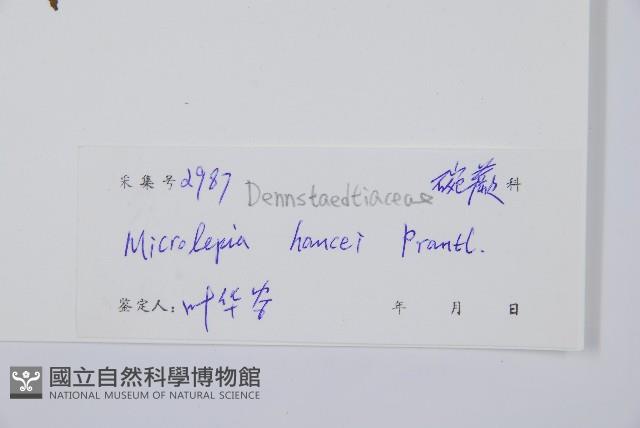 華南鱗蓋蕨藏品圖，第2張