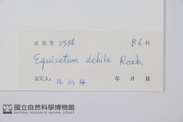 芼管草藏品圖，第2張