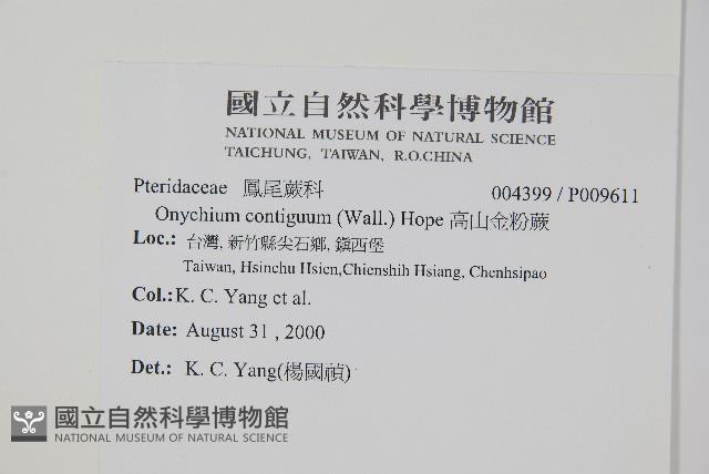 高山金粉蕨藏品圖，第2張
