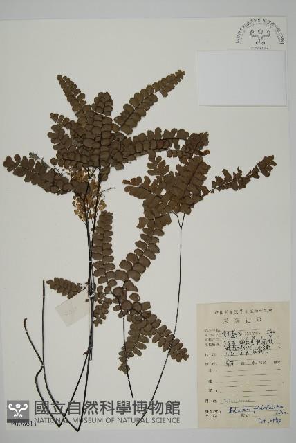 扇葉鐵線蕨藏品圖，第1張