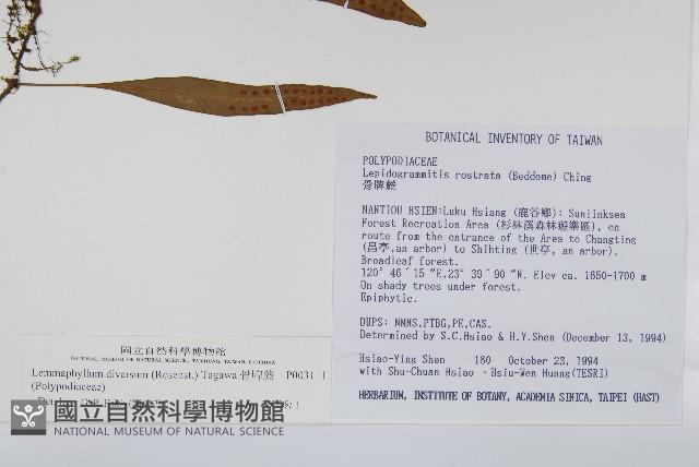 骨牌蕨藏品圖，第2張