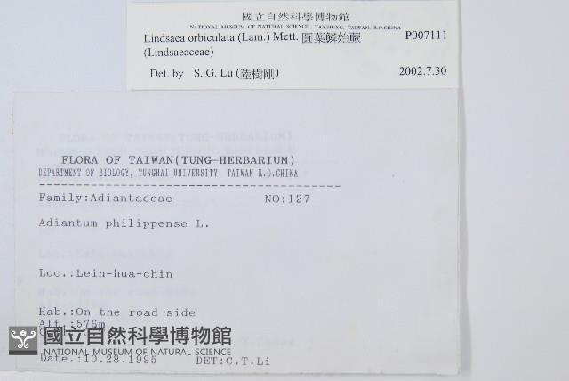 圓葉陵齒蕨藏品圖，第2張