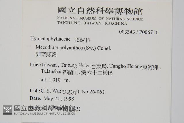 細葉蕗蕨藏品圖，第2張