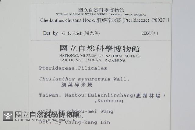 細葉碎米蕨藏品圖，第2張