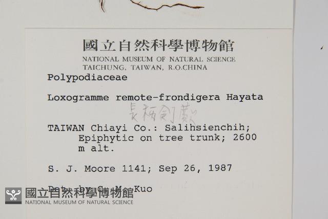 長柄劍蕨藏品圖，第2張