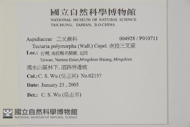 南投三叉蕨藏品圖，第5張