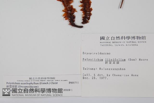 針葉耳蕨藏品圖，第2張