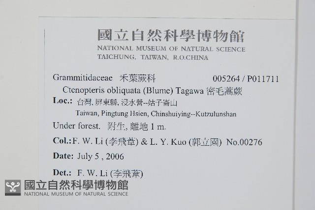 密毛蒿蕨藏品圖，第2張