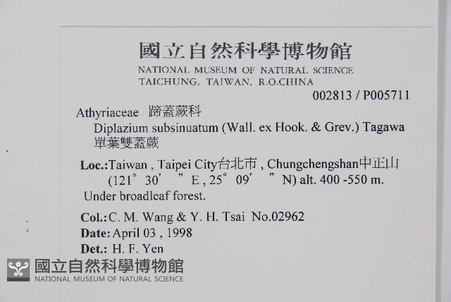 單葉雙蓋蕨藏品圖，第2張