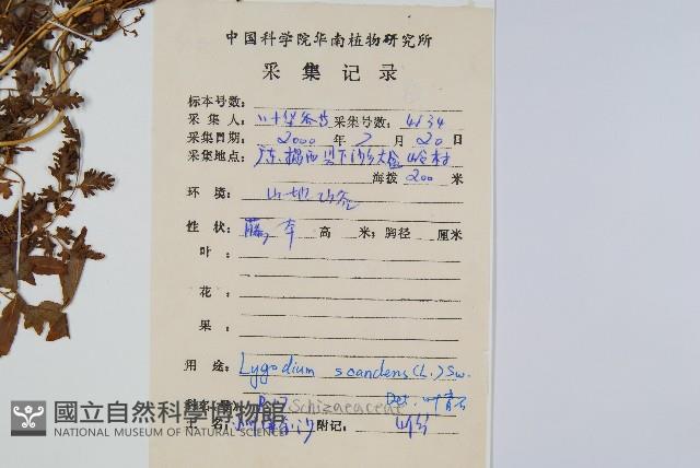 小葉海金沙藏品圖，第2張