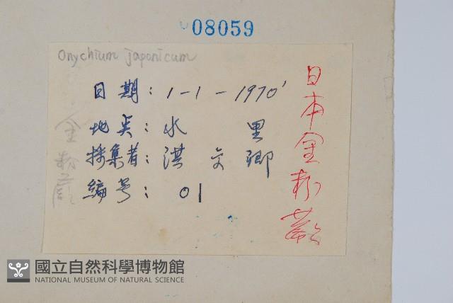 日本金粉蕨藏品圖，第2張