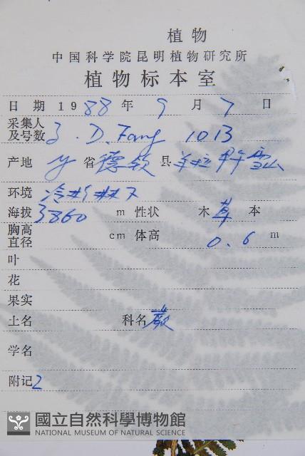 蹄蓋蕨藏品圖，第2張