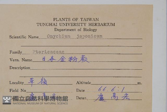 日本金粉蕨藏品圖，第2張