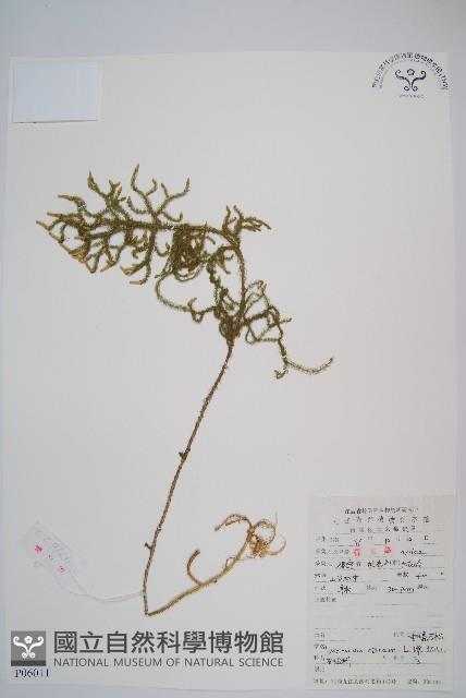 過山龍藏品圖，第1張