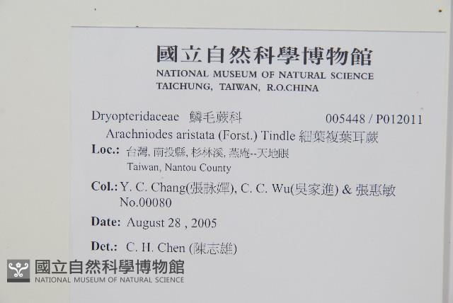 斜方複葉耳蕨藏品圖，第2張