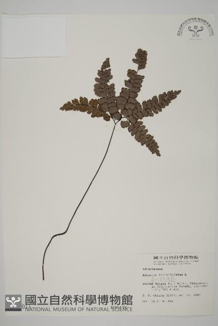 扇葉鐵線蕨藏品圖，第1張