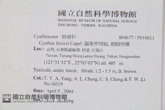 蘭嶼筆筒樹、蘭嶼桫欏藏品圖，第2張