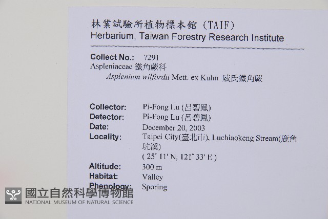 威氏鐵角蕨藏品圖，第2張