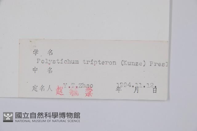 三叉耳蕨藏品圖，第2張