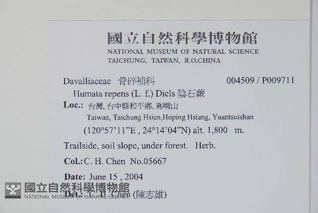 阿里山陰石蕨藏品圖，第2張