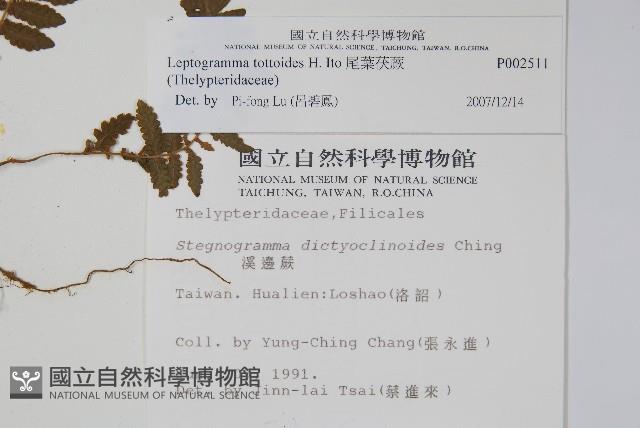 尾葉茯蕨藏品圖，第2張