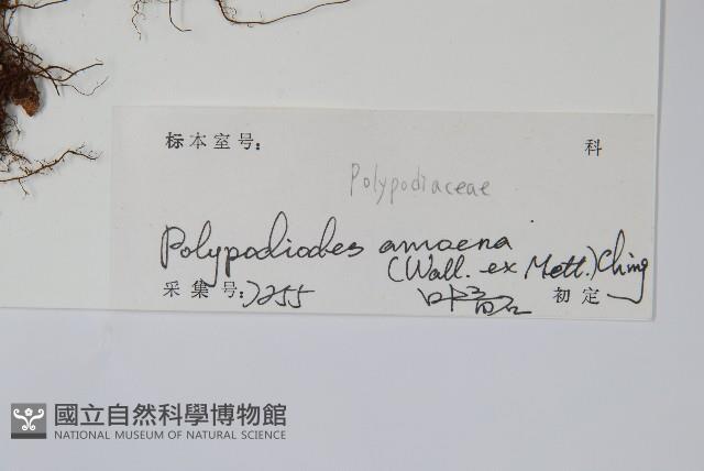 友水龍骨藏品圖，第2張