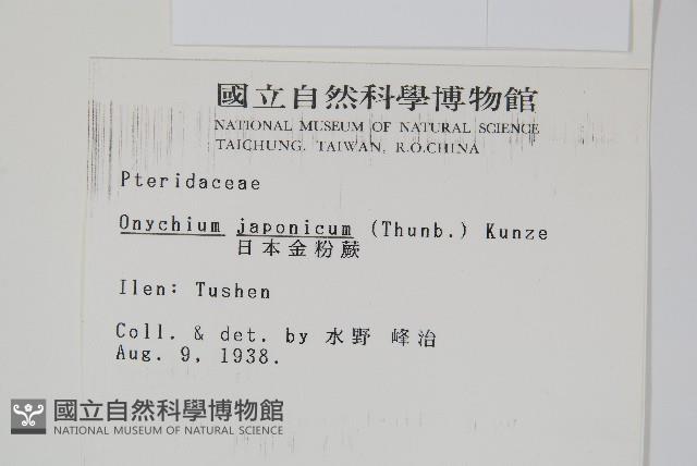 日本金粉蕨藏品圖，第2張