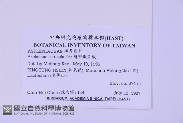 蘭嶼鐵角蕨藏品圖，第2張