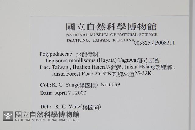 擬芨瓦葦藏品圖，第2張