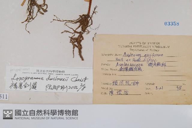 褐基劍蕨藏品圖，第2張